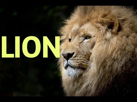 Lion – King of the Jungle | Meet the Animals – Episode 1