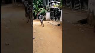 kids Cycle Abyasam #cycling #cyclechallenge #bycycle #bycyclekick