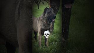 kangal dog's transformation #trendingshorts #kangal#dogbreed #dog #dengerous #bigdog