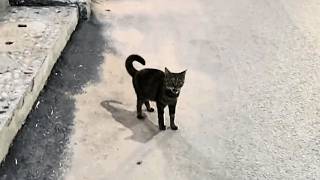 A stray cat followed me on my way home—turns out she was pregnant, seeking a home for her babies!