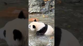 Panda Meizhu has a blast playing in the water, splashing around with her little paws nonstop! #panda