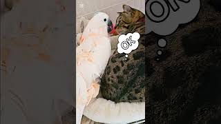 クリスマス遊ぼうよ🥺#xmas #animal