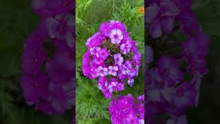 #フロックス • パニキュラータ　#クサキョウチクトウ　#garden phlox    #さいたま市緑区　2025. 7.20