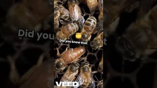 Unbelievable Honey Bee Secrets Revealed! #honeybeesecrets  #natureshorts #beelife #buglife