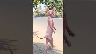 Funny Cat Video #funny #comedy #funnyanimal #cat #funnycat #shorts