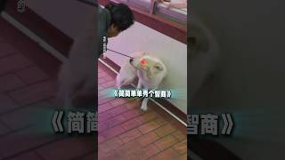 #搞笑 《我会好好的》#电影 #電影 #狗狗