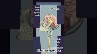 #parts of human brain #brainanatomy #shorts