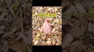 她在山上撿到一只受傷的怪鳥，養大後竟然有吃不完的蛋。 #animals #pets #萌宠