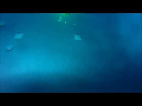 Anglerfish one foot forward two back