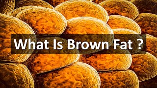 Brown fat || Brown adipose tissue in hindi