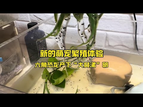 新的萌宠繁殖体验，六角恐龙产下“大鼻涕”卵 #养鱼日常