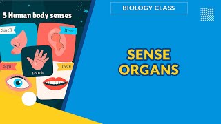 SENSE ORGANS | BIOLOGY
