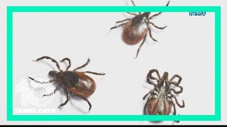 It's tick season in Florida, here's what you need to know before you go outside