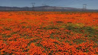 加州～羚羊谷罂粟保留区 Antelope Valley California Poppy Reserve