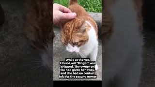 Finding Ginger #straycat  #heartwarmingstories #ilovemycat
