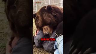 Kodiak Bear vs Polar Bear - Who Would Win? 🤔