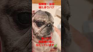 暑いので扇風機の風に当たっています #認知症犬 #shorts