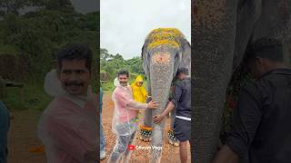 Who wouldn't want to touch her😍😍 I Kaveri Elephant Malappuram #aana #kaveri #shorts