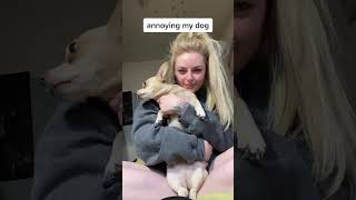 Playful Antagonizing: Annoying My Dog With Affection#dogantics #petlove #funnydogs