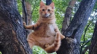 CATS: Bonkers Antics and Unpredictably Smart