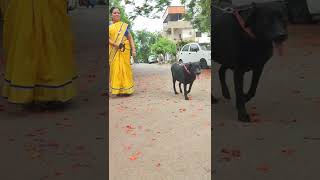 #LSC,| My Black Labrador Retriever with my beautiful mother | black beauty 😍...#Cutie❤️
