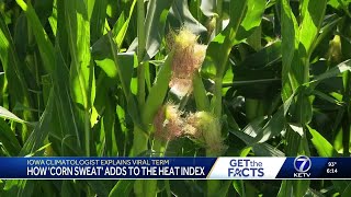Is 'corn sweat' to blame for Nebraska's dangerous heat wave?