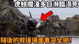 虎鯨不幸擱淺多日快要渴死，隨後眾人前往救援的場面看哭全網！#反轉 #不可思議 #救助 #虎鯨 #鯨 #自然觀察日記