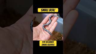 Kenyan Sand Boa - Perfect for Beginners! #petreptile #petsnake #trinityexotics
