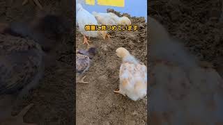 Chick