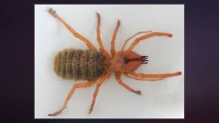 Solifugae