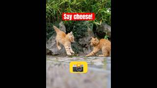 Cat does anything & Camera goes BRRRRRRRRRRRR! 🎬🐱 #catvideos #funny #viralcats #viralcatvideo