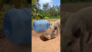 Amazing Quick Powerful Wild Pig Trap Make By Water bottle 15 liter rolls down a hole#shortvideo