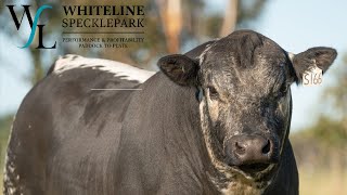 Whiteline Sergeant S166 (AI) (P) (Speckled)