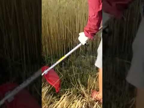 गेहूँ की सरल कटाई। #tools #agriculture #equipment #mechanical #science #technology #tech #technical