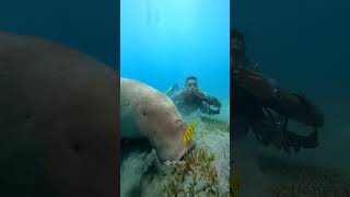 playing with dugong, scuba dive sea marsa Allam