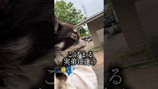こげまる実の弟と初対面！！チワワののぶながくんとここまる三兄弟の関係性はいかに！？ #チワワ #chihuahua #犬のいる生活 #犬 #感動 #笑える動画 #愛犬　@nobuchan0229