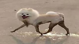 Top 5 Dog