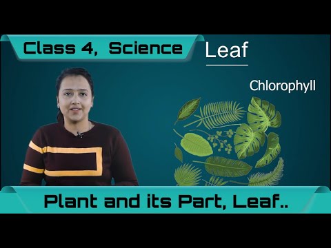 Plant and its Part, Class 4, Science