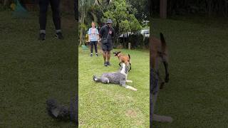 Beautiful Obedient dogs #shorts #dog #belgianmalinois
