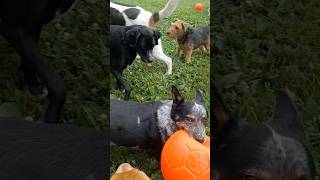 Friday afternoon ♡ #dogsplaying #happydogs #dogshorts #doglife