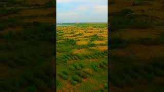 The Kubuqi Desert 🏜 is a mesmerizing destination offering vast sand dunes, and thrilling adventures!