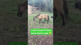 TooDaLoo = Runs From Humans🏃‍♀️ #farmfriends #pets #pony #horse #farm #cute #funny #runner #animals