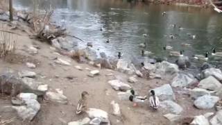 Buskill park ducks