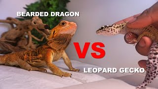 Leopard Gecko Vs Bearded Dragons !!