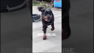 Tibetan Mastiff  dogs | 加强锻炼神龙的体能。#猛犬保镖#护卫犬#藏獒