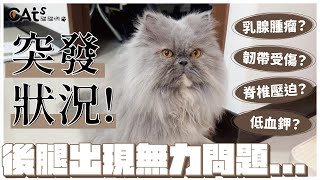 突發狀況！後腿出現無力問題/居然還發現乳腺腫瘤？！
