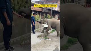 Baby Elephant’s Unexpected Request Will Melt Your Heart! ❤️🐘#shorts