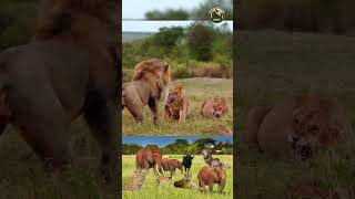 The Ultimate Power of the Lion #LionPower #Wildlife #LionHunt #KingOfTheJungle