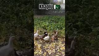 Khaplu Valley | khaplu Gilgit Baltistan #khapluvalley #khaplu #gilgitbaltistan #baltistan #subscribe