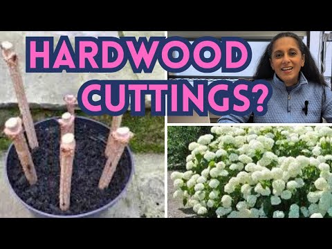 WHAT Are Hardwood Cuttings & WHICH Plants Can You Propagate | Garden Vlog || Budget Gardening